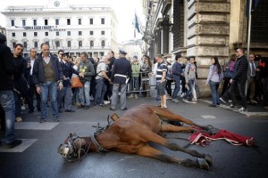 Un cavallo a terra per un malore davanti a Palazzo Chigi, Roma 30 ottobre 2014. ANSA/GIUSEPPE LAMI