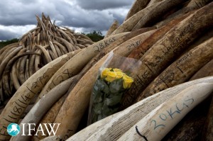 IFAW: Largest ivory crush ever in Kenya sends message to poachers (PRNewsFoto/International Fund for Animal W)