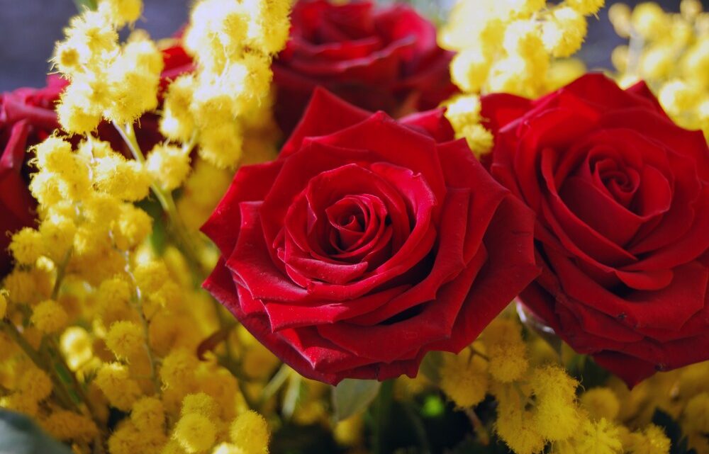 mimose e rose donne donna 8 marzo