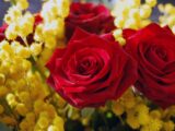 mimose e rose donne donna 8 marzo