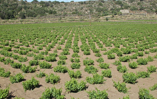 Pantelleria uva passito zibibbo vite