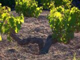 Pantelleria uva passito zibibbo vite